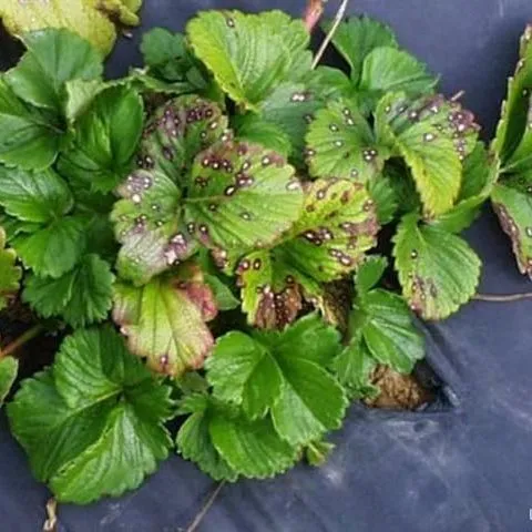 thumbnail for publication: Leaf Spot Diseases of Strawberry